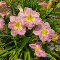 Daylily 'Magic Amethyst' Lavender Mauve Fragrant Flowers on 27" Flower Scapes
