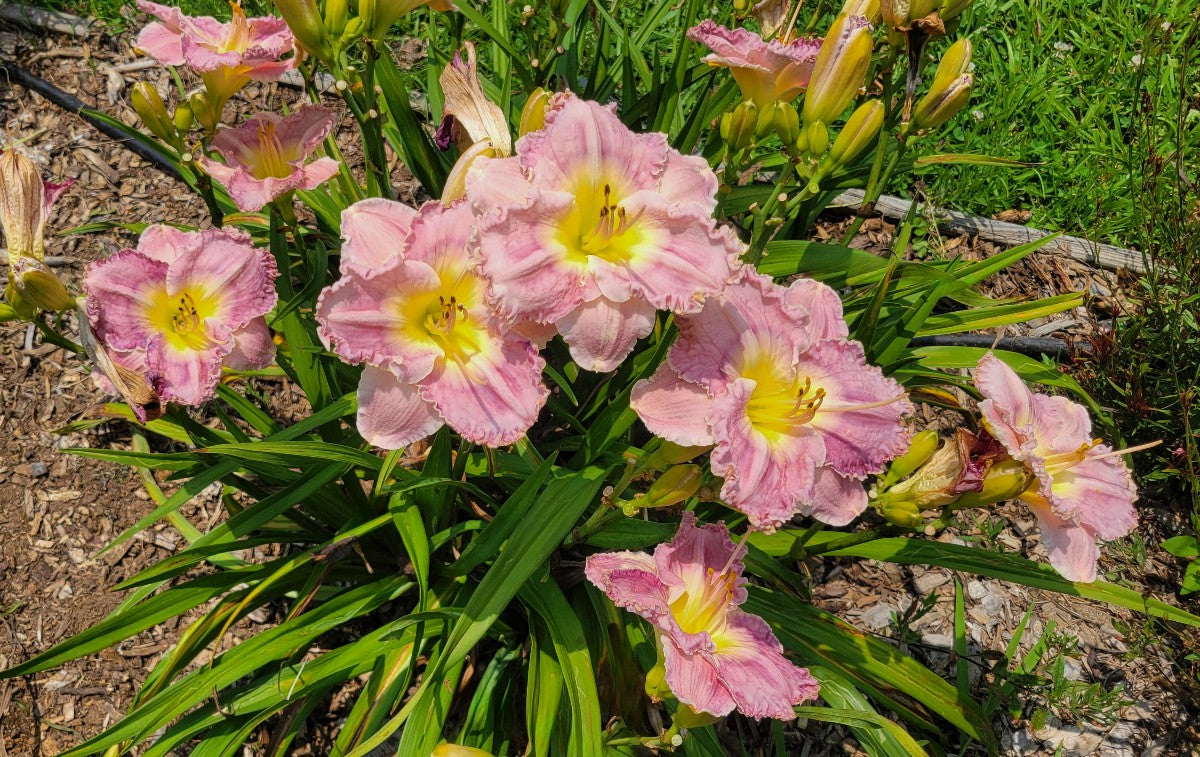 Daylily 'Magic Amethyst' Lavender Mauve Fragrant Flowers on 27" Flower Scapes