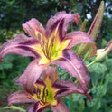 Daylily 'Grey Witch' 6" Showy Lavender Gray Blooms on 30" Flower Scapes