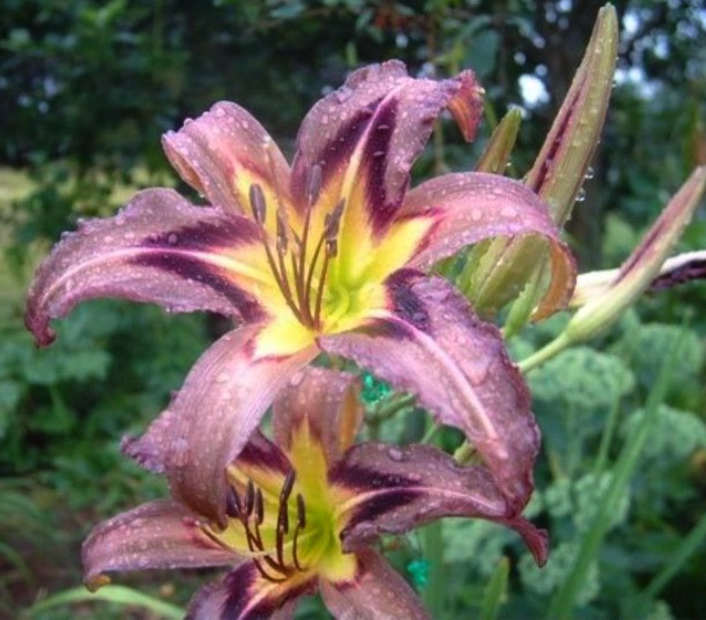 Daylily 'Grey Witch' 6" Showy Lavender Gray Blooms on 30" Flower Scapes