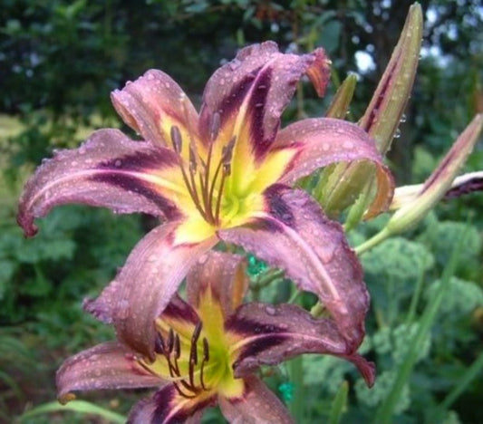 Daylily 'Grey Witch' 6" Showy Lavender Gray Blooms on 30" Flower Scapes