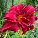 Daylily Hemerocallis Meno, Double Red Bloom, 22", Double Fan