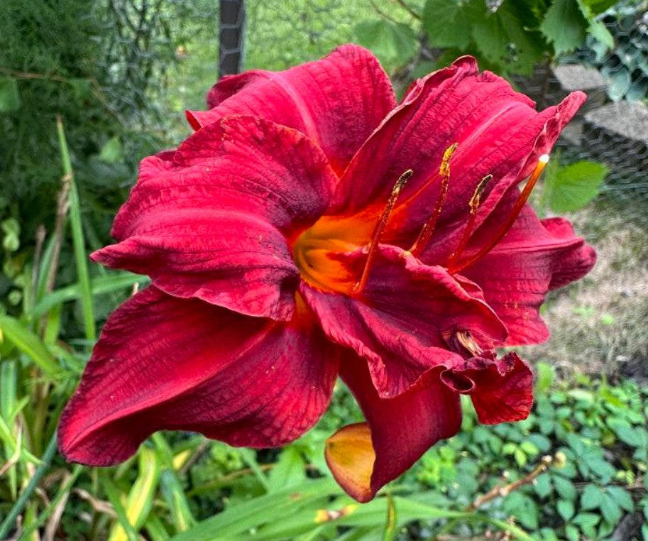 Daylily Hemerocallis Meno, Double Red Bloom, 22", Double Fan