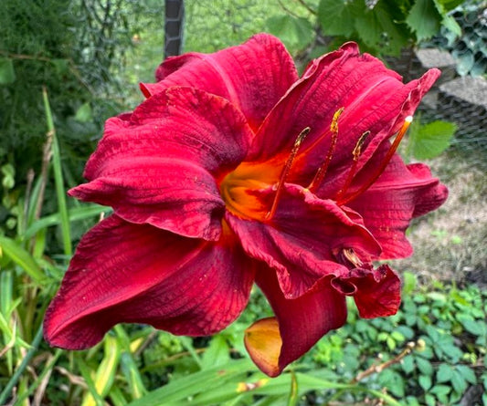 Daylily Hemerocallis Meno, Double Red Bloom, 22", Double Fan