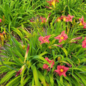 Daylily 'Red Frills' Showy Red Blooms on 30" Flower Scapes, Double Bareroot Fans