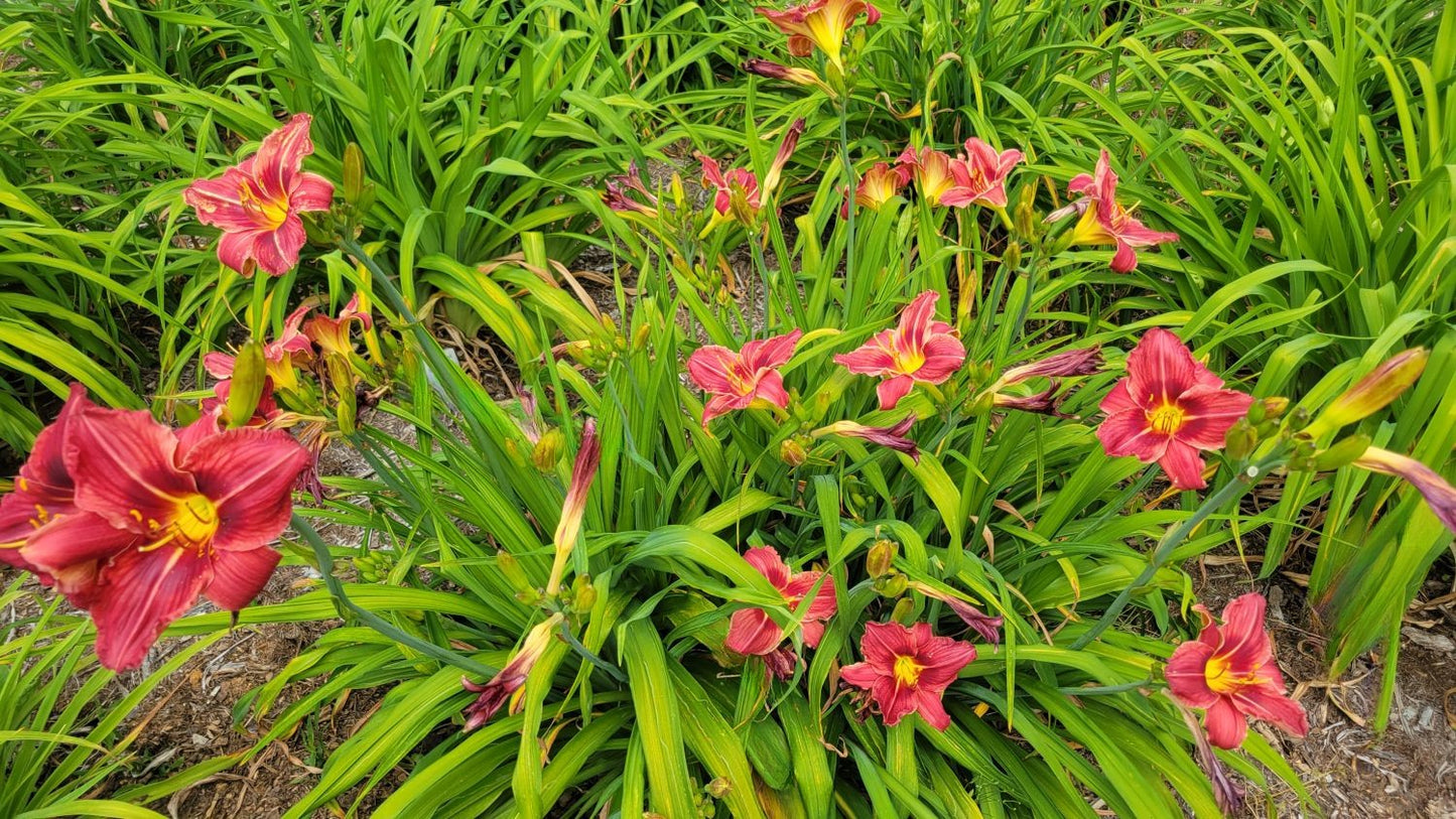 Daylily 'Red Frills' Showy Red Blooms on 30" Flower Scapes, Double Bareroot Fans
