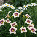 Daylily 'Pandora's Box' 4" Cream Fragrant Blooms Purple Eye on 18" Flower Scapes
