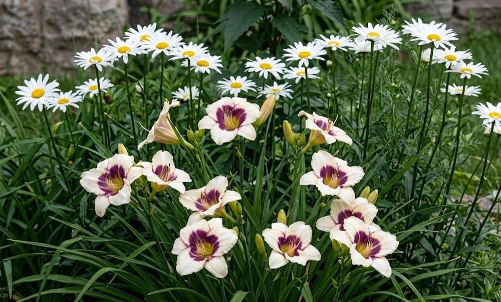 Daylily 'Pandora's Box' 4" Cream Fragrant Blooms Purple Eye on 18" Flower Scapes