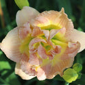 Daylily 'Nagasaki' Double 4 1/2" Ivory, Cream and Pink Flowers on 19" Scapes