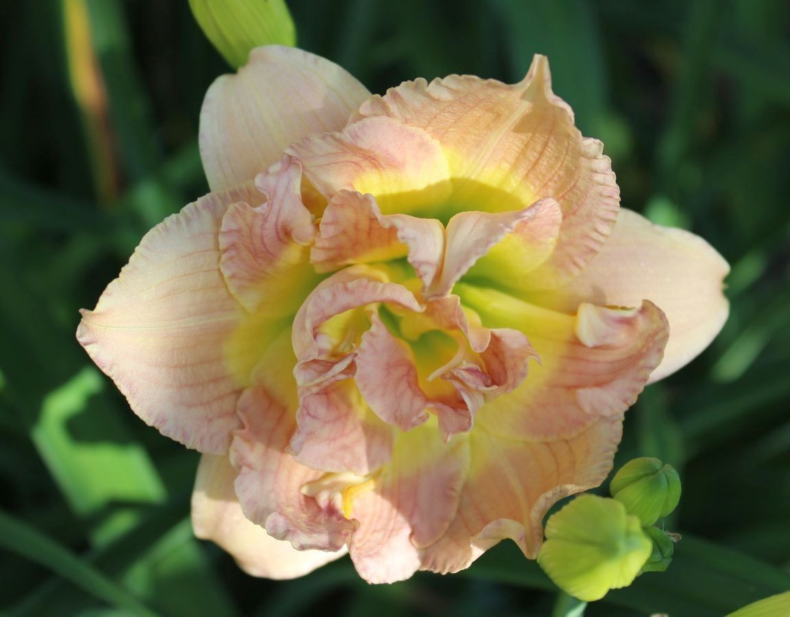 Daylily 'Nagasaki' Double 4 1/2" Ivory, Cream and Pink Flowers on 19" Scapes
