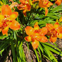 Daylily 'Cluster Muster' Vibrant Fragrant 5" Orange Double Blooms, 24" Scapes