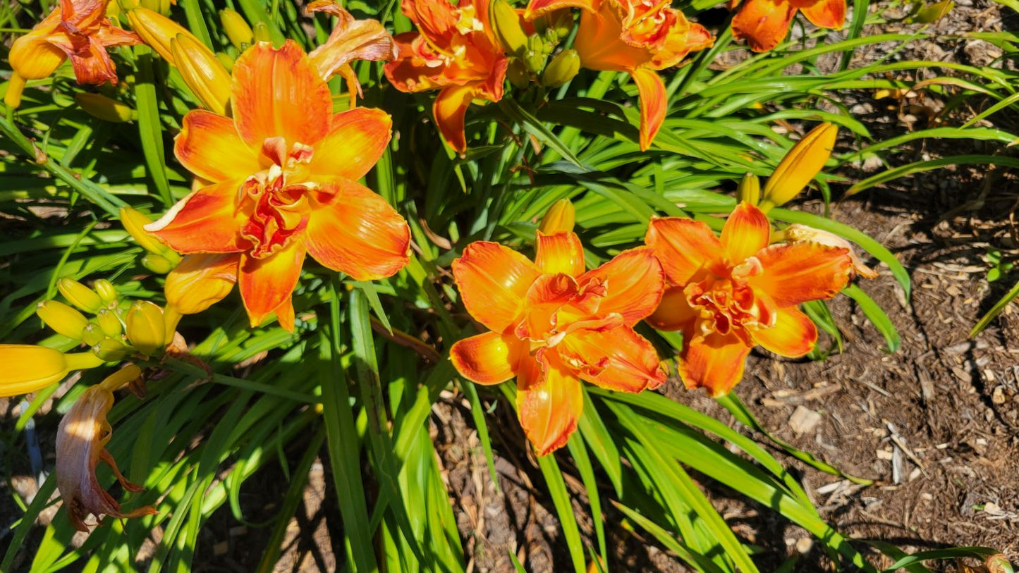 Daylily 'Cluster Muster' Vibrant Fragrant 5" Orange Double Blooms, 24" Scapes