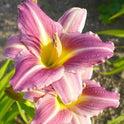 Daylily 'Mary Reed' Raspberry Pink 2.5" Blooms on 24" Scapes