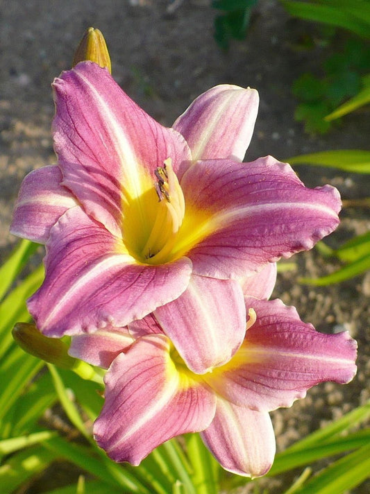 Daylily 'Mary Reed' Raspberry Pink 2.5" Blooms on 24" Scapes