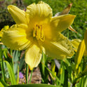Daylily 'Fragrant Returns' 3 1/2" Bright Yellow Blooms on 18" Flower Scapes
