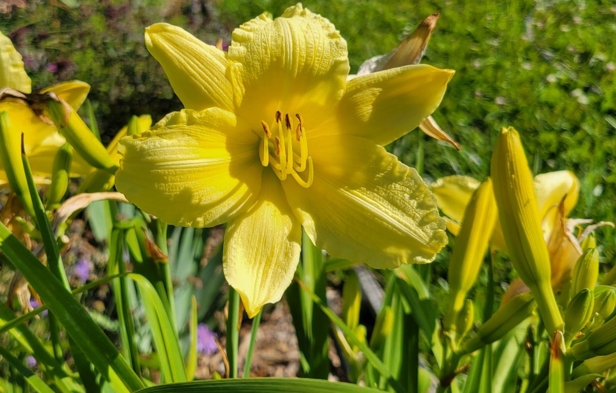 Daylily 'Fragrant Returns' 3 1/2" Bright Yellow Blooms on 18" Flower Scapes