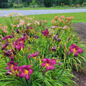 Wayside King Royale Daylily, 36" Scapes, 6" Fragrant Purple Blooms