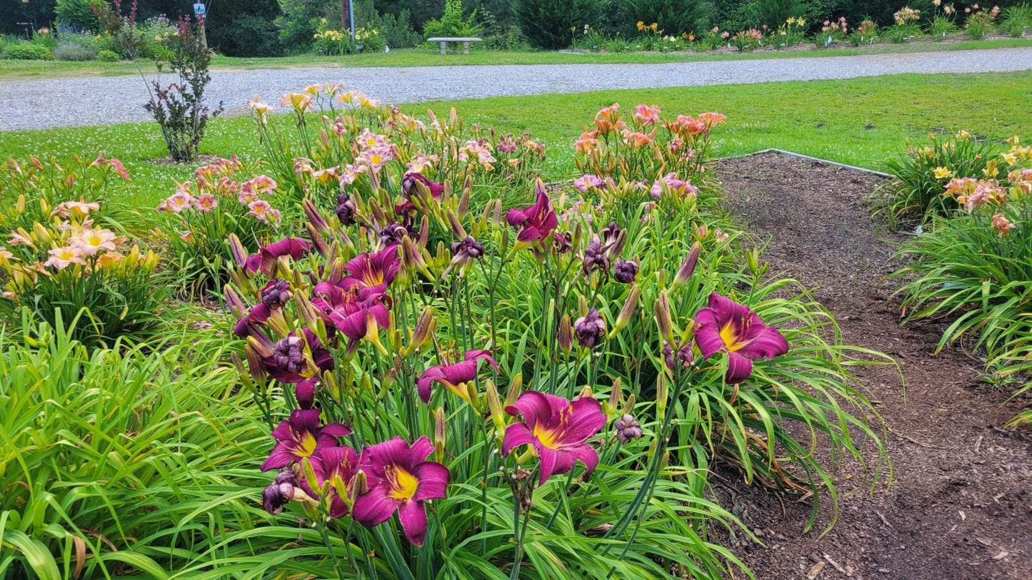 Wayside King Royale Daylily, 36" Scapes, 6" Fragrant Purple Blooms
