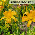 Daylily 'Tennessee Tan' Light Brown Tan 4 3/4" Blooms on 36" Flower Scapes