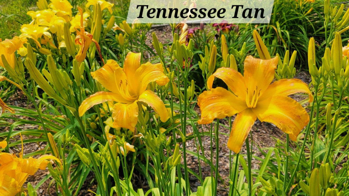 Daylily 'Tennessee Tan' Light Brown Tan 4 3/4" Blooms on 36" Flower Scapes