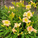 Daylily 'Taos' Beautiful Pastel Cream and Pink Flowers on 24" Flower Scapes