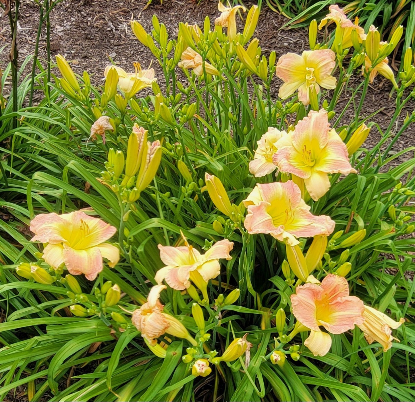 Daylily 'Taos' Beautiful Pastel Cream and Pink Flowers on 24" Flower Scapes