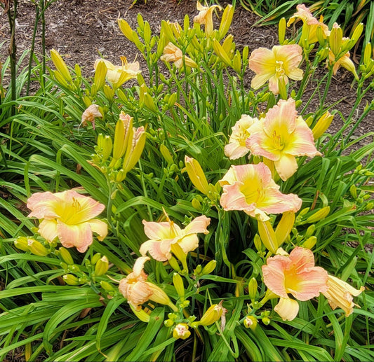 Daylily 'Taos' Beautiful Pastel Cream and Pink Flowers on 24" Flower Scapes