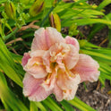Daylily 'Spotted Fever' Double Fragrant Dusty Rose Blooms on 22" Flower Scapes