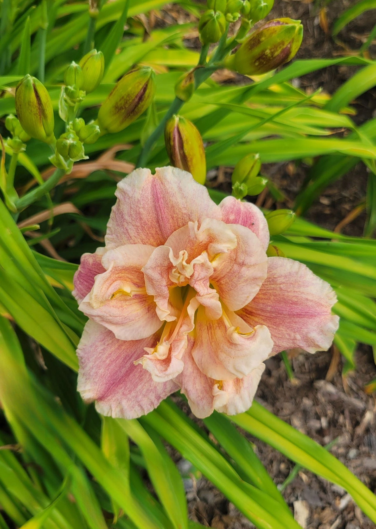 Daylily 'Spotted Fever' Double Fragrant Dusty Rose Blooms on 22" Flower Scapes