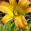 Daylily 'Tennessee Tan' Light Brown Tan 4 3/4" Blooms on 36" Flower Scapes