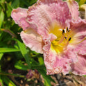 Daylily 'Magic Amethyst' Lavender Mauve Fragrant Flowers on 27" Flower Scapes