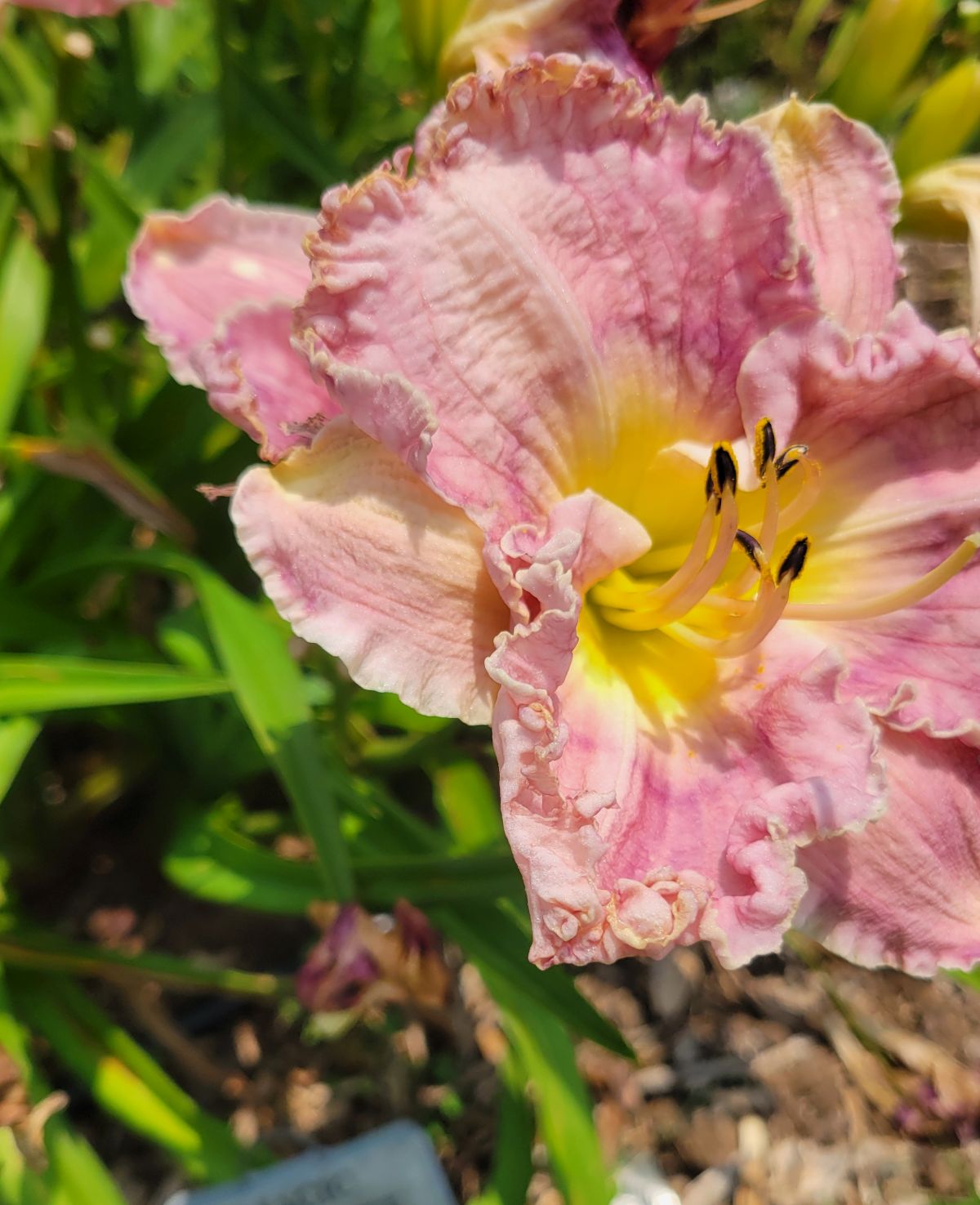 Daylily 'Magic Amethyst' Lavender Mauve Fragrant Flowers on 27" Flower Scapes