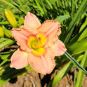 Daylily 'Elegant Candy' Fragrant 4 1/4" Pink Blooms w/Eye on 25" Flower Scapes