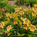Daylily 'El Desperado', 5" Beautiful Yellow Blooms, Raspberry Eye on 28" Scapes