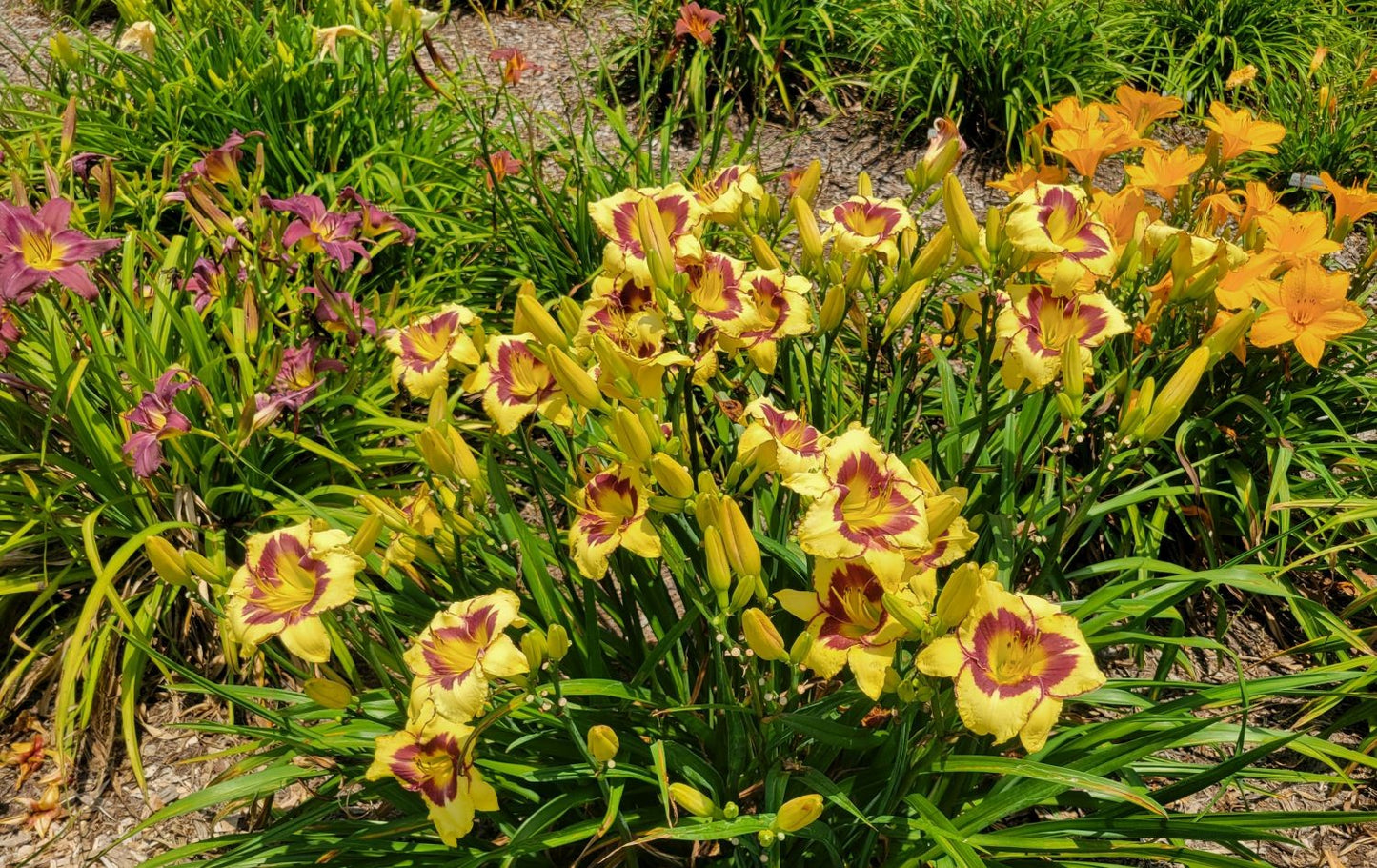 Daylily 'El Desperado', 5" Beautiful Yellow Blooms, Raspberry Eye on 28" Scapes