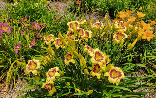 Daylily 'El Desperado', 5" Beautiful Yellow Blooms, Raspberry Eye on 28" Scapes