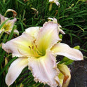 Daylily 'Divine Light' Large Showy 8 1/2 Lavender Yellow Blooms on 36" Scapes