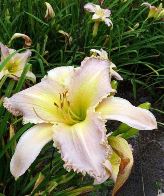 Daylily 'Divine Light' Large Showy 8 1/2 Lavender Yellow Blooms on 36" Scapes