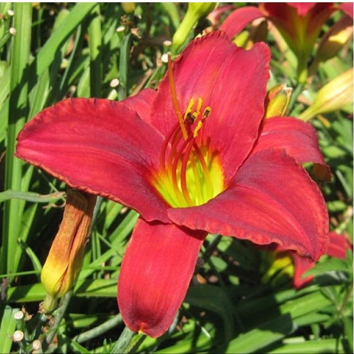 Daylily 'Ruby Throat' Deep Bright Red 5" Showy Blooms on 21" Flower Scapes