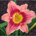 Daylily 'Key To My Heart' 5" Crimson Pink 5" Blooms on 25" Scapes