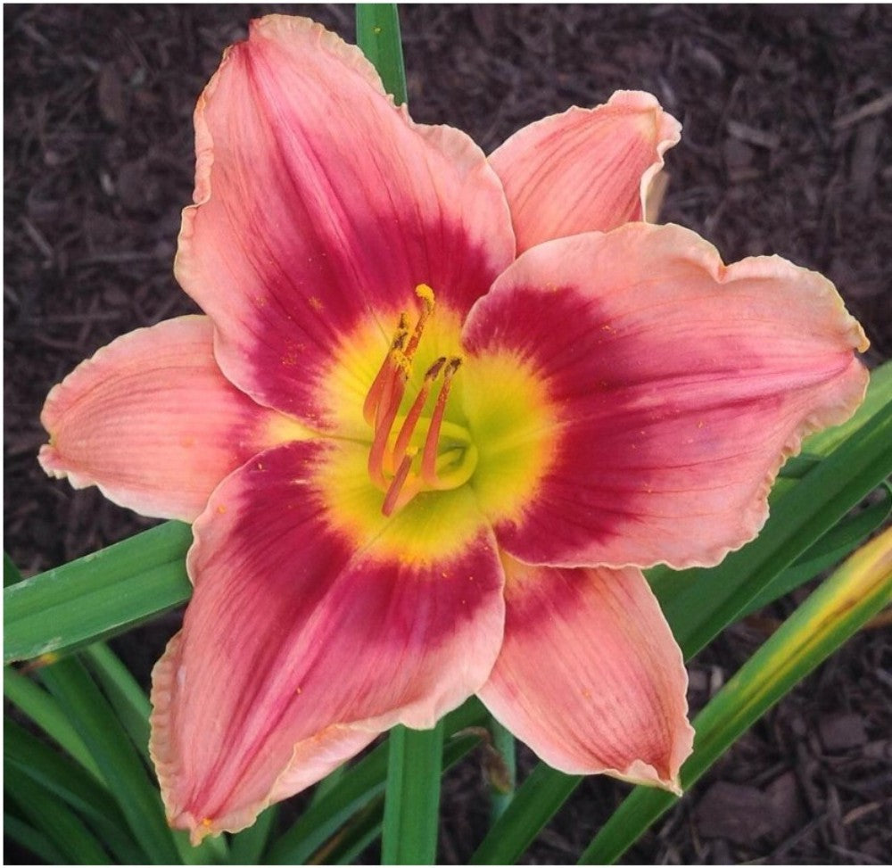 Daylily 'Key To My Heart' 5" Crimson Pink 5" Blooms on 25" Scapes