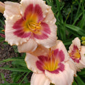 Daylily 'Wineberry Candy' 4 3/4" Salmon Pink Fragrant Blooms on 22" Scapes