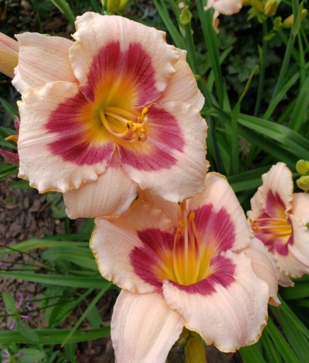 Daylily 'Wineberry Candy' 4 3/4" Salmon Pink Fragrant Blooms on 22" Scapes
