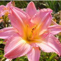 Daylily 'Vivacious' Silver Pink Showy 5" Blooms on 30" Scapes