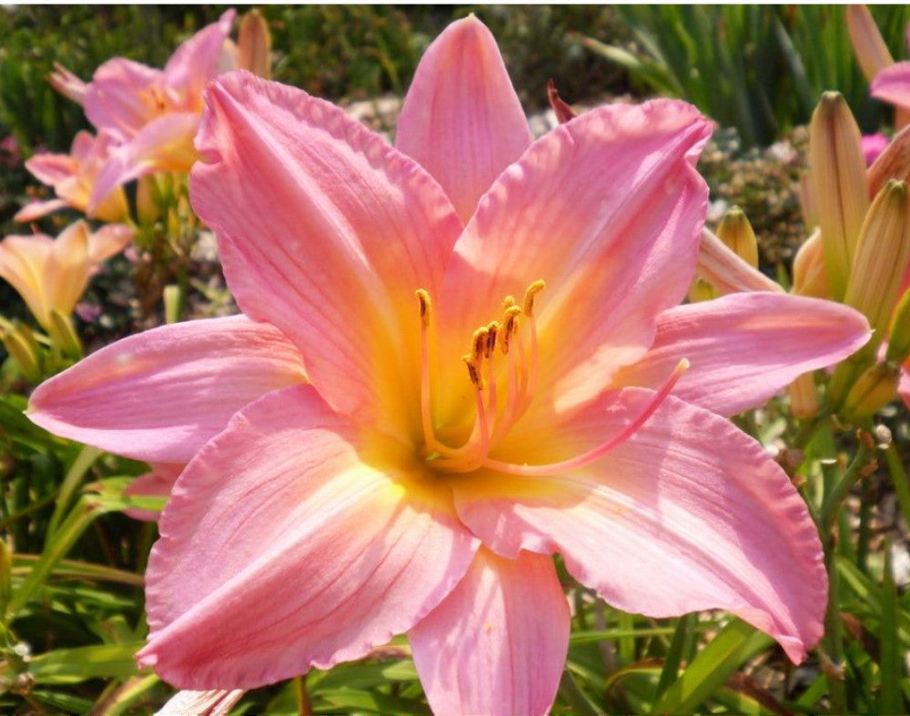 Daylily 'Vivacious' Silver Pink Showy 5" Blooms on 30" Scapes
