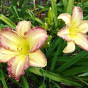 Daylily 'Swedish Girl' Lavender Pink 5 1/2" Showy Blooms on 26" Scapes