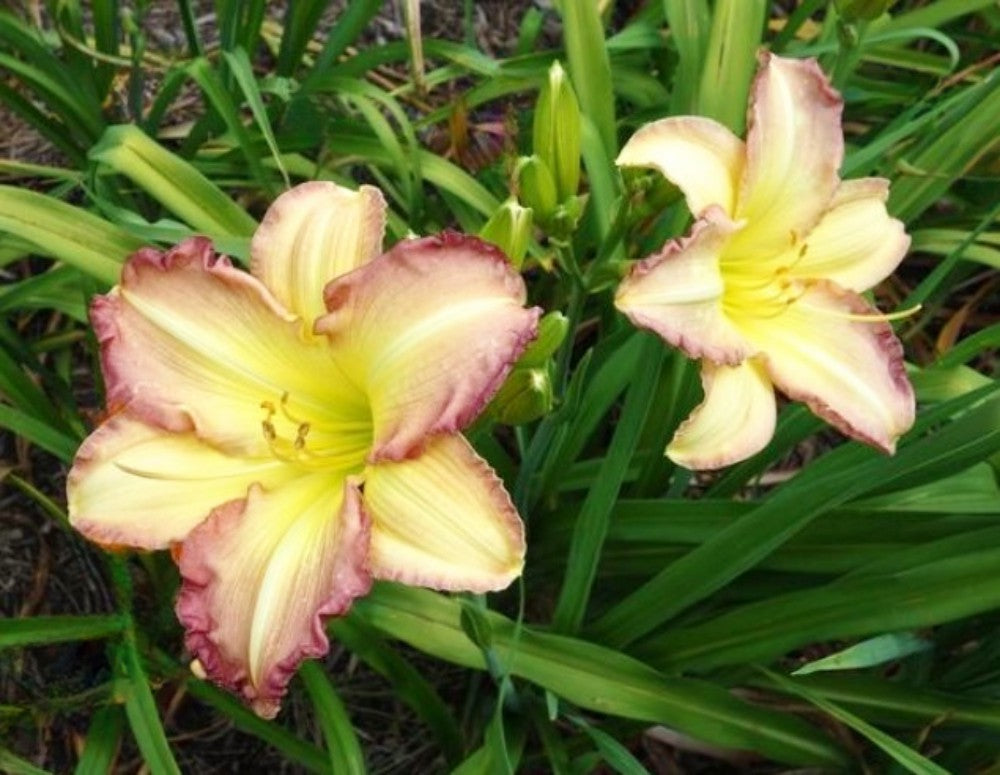 Daylily 'Swedish Girl' Lavender Pink 5 1/2" Showy Blooms on 26" Scapes
