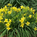 Daylily 'Happy Returns' 3" Bright Yellow Fragrant Blooms on 18" Scapes