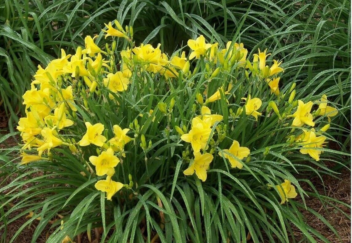 Daylily 'Happy Returns' 3" Bright Yellow Fragrant Blooms on 18" Scapes