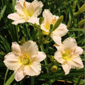 Daylily 'Lullaby Baby' Blush Pink 3 1/2" Fragrant Blooms on 19" Flower Scapes